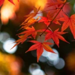 autumn leaf fall wallpaper android application logo